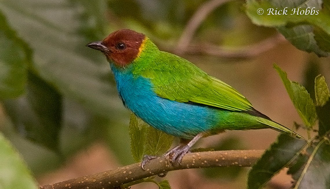 Many varieties of colorful birds