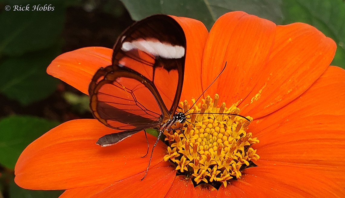 Glass winged butterfly